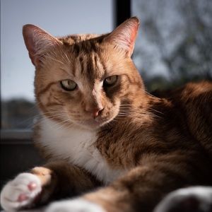 Meet your Posher, Nelson